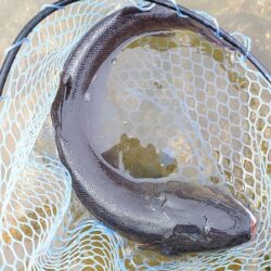 久しぶりのイトウ ～フィッシングパーク高島の泉～